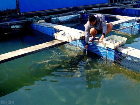 死水養魚|農村死水池塘養魚需要的10大技術秘訣